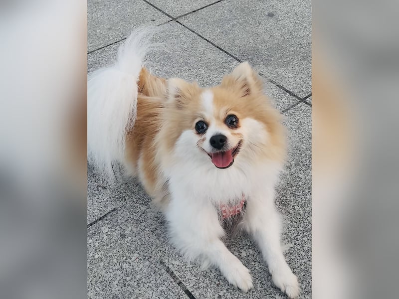 Spitz Mädchen Aya sucht ein Körbchen