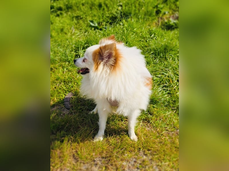 Spitz Max sucht ein Zuhause