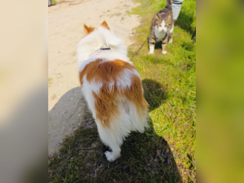 Spitz Max sucht ein Zuhause