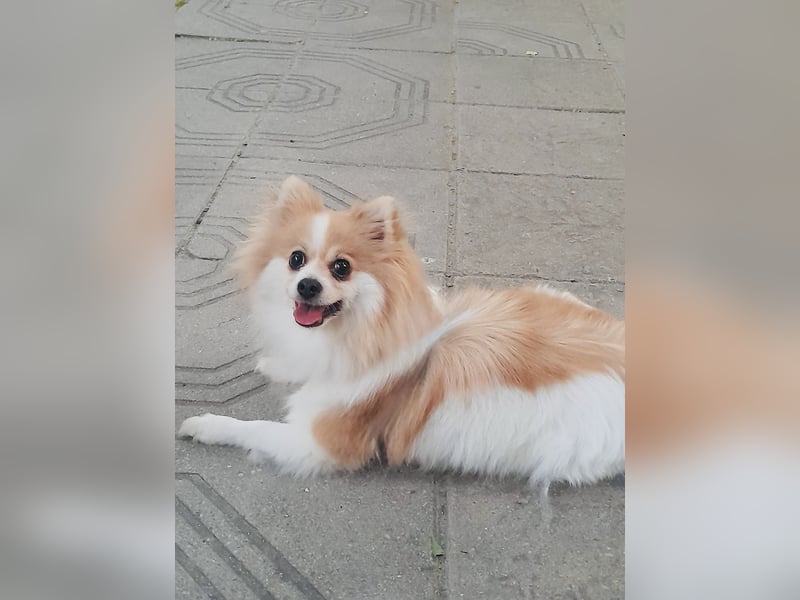 Spitz Mädchen Aya sucht ein Körbchen