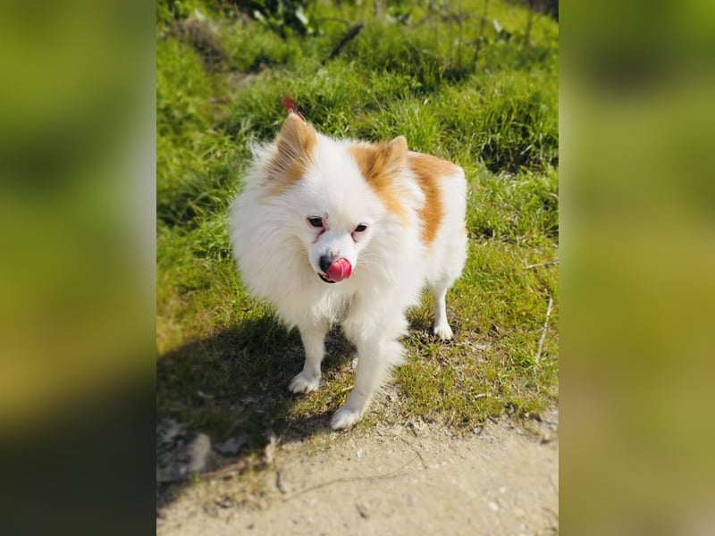 Spitz Max sucht ein Zuhause