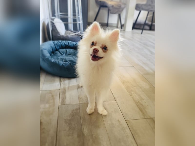 Pooh ein kleiner Spitz