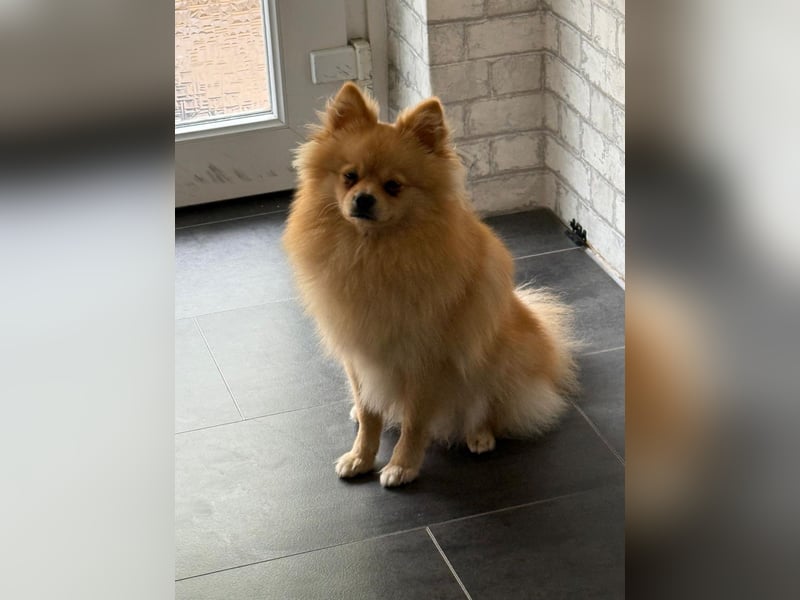 Zwergspitz pomeranian rüde