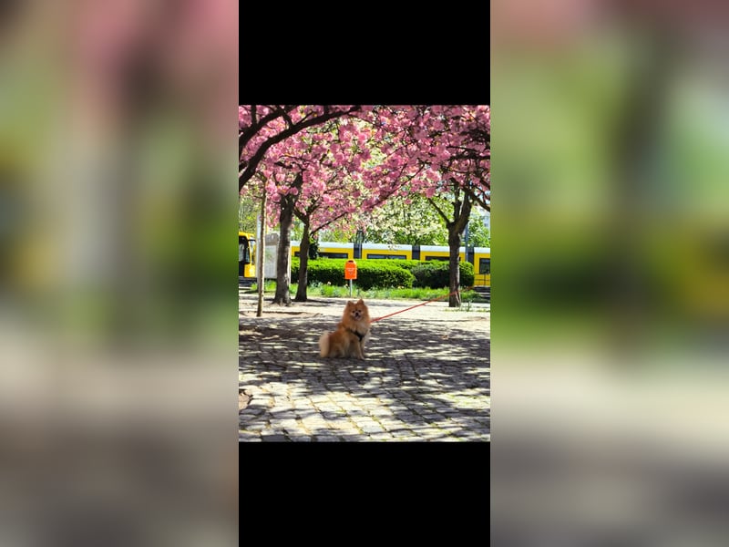 Zwergspitz pomeranian rüde