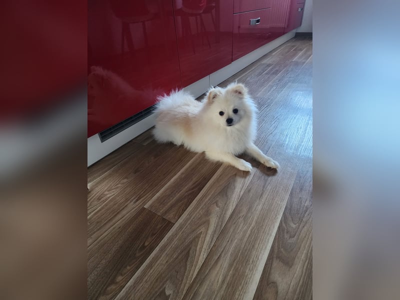 Zwergspitz/ Pomeranian