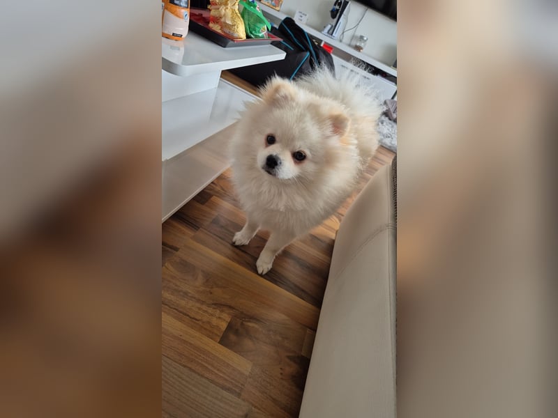 Zwergspitz/ Pomeranian