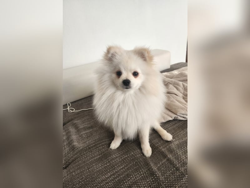 Zwergspitz/ Pomeranian