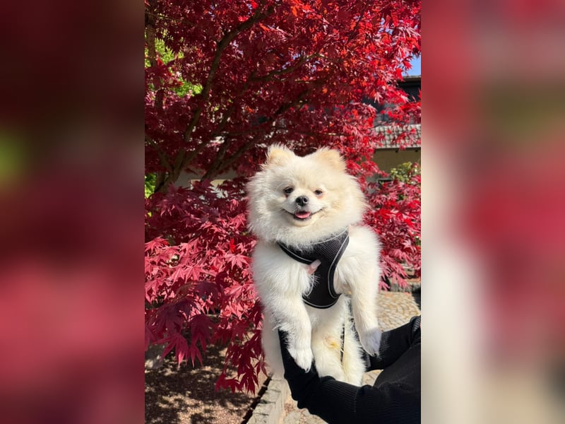 Zwergspitz/ Pomeranian