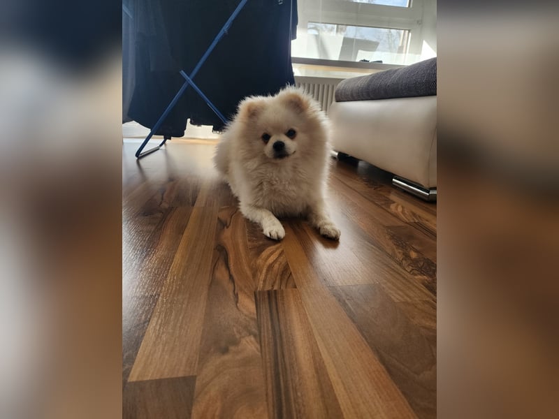 Zwergspitz/ Pomeranian