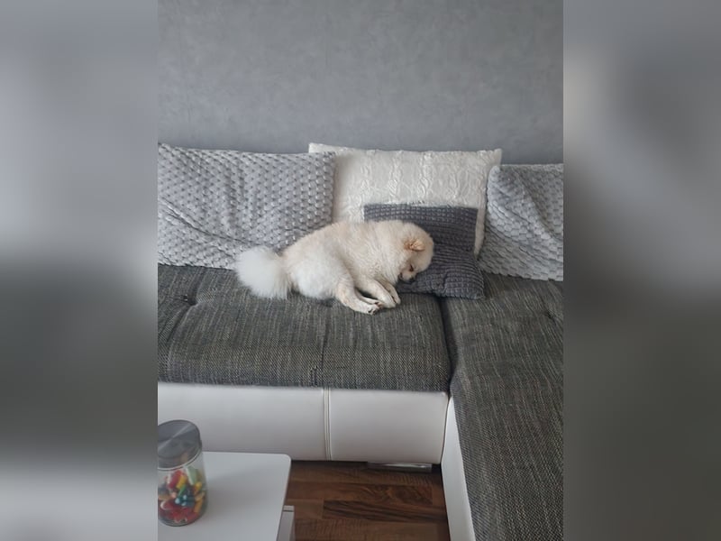 Zwergspitz/ Pomeranian