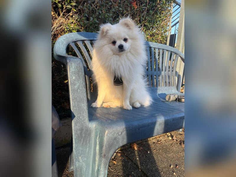 Zwergspitz/ Pomeranian