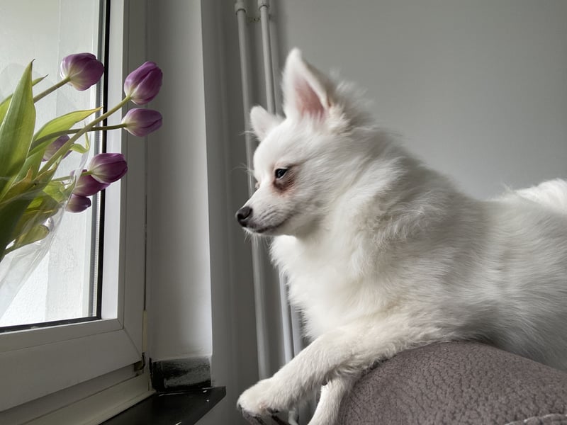 Zwergspitz sucht neues zu Hause