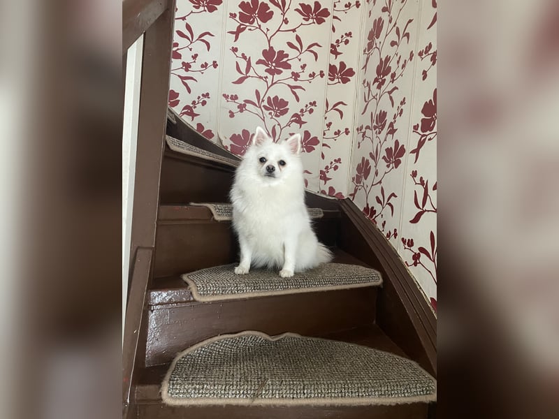 Zwergspitz sucht neues zu Hause