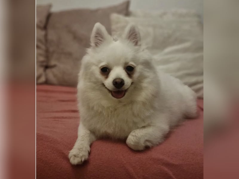 Zwergspitz sucht neues zu Hause