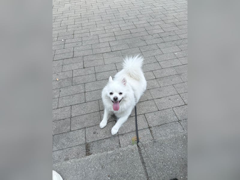 Zwergspitz sucht neues zu Hause