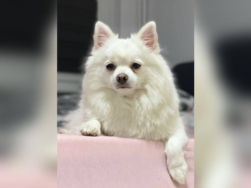 Zwergspitz sucht neues zu Hause