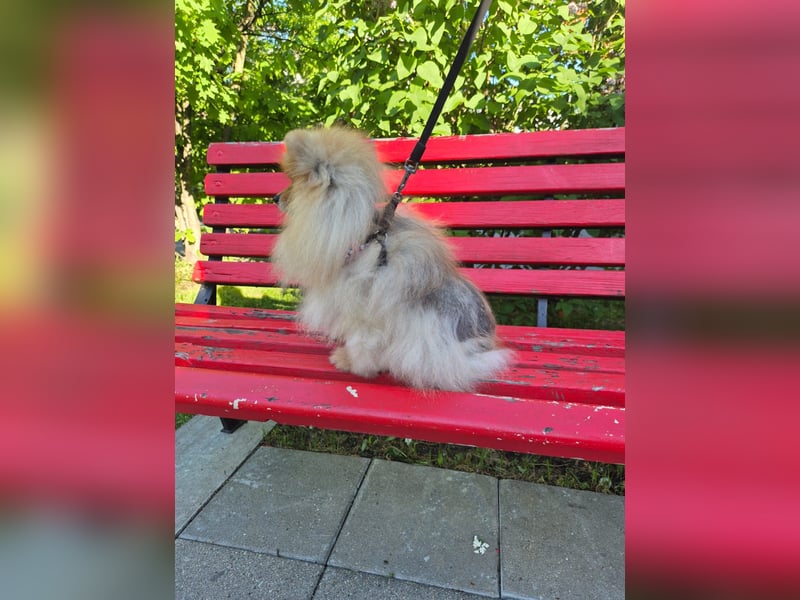 Ruhiges Zuhause für Jasmin gesucht