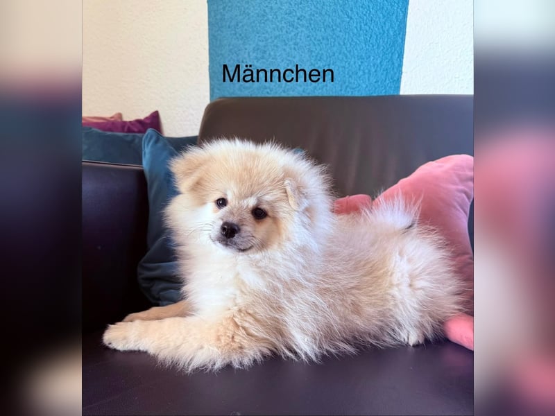 4 zwergspitz Hunde suchen neues Zuhause