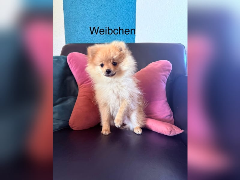 4 zwergspitz Hunde suchen neues Zuhause