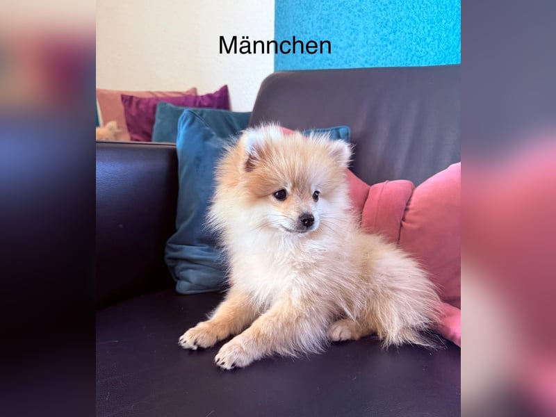 4 zwergspitz Hunde suchen neues Zuhause