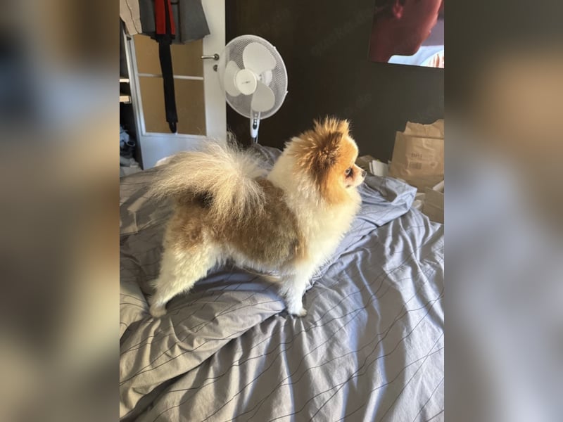 Liebevoller Zwergspitz (Pomeranian) in Particolor sucht ein neues Zuhause