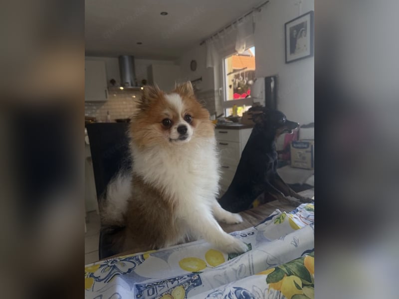 Liebevoller Zwergspitz (Pomeranian) in Particolor sucht ein neues Zuhause