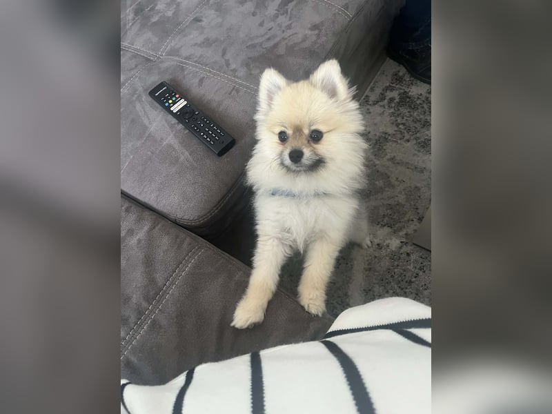 Pomeranian Zwergspitz Lui