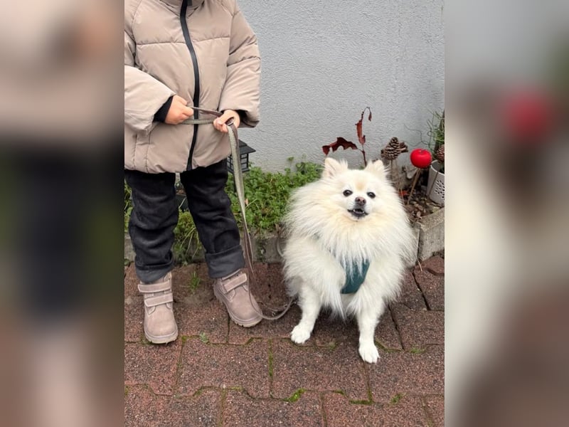Milow Aufgeweckter Zwergspitz sucht liebevolles Zuhause!