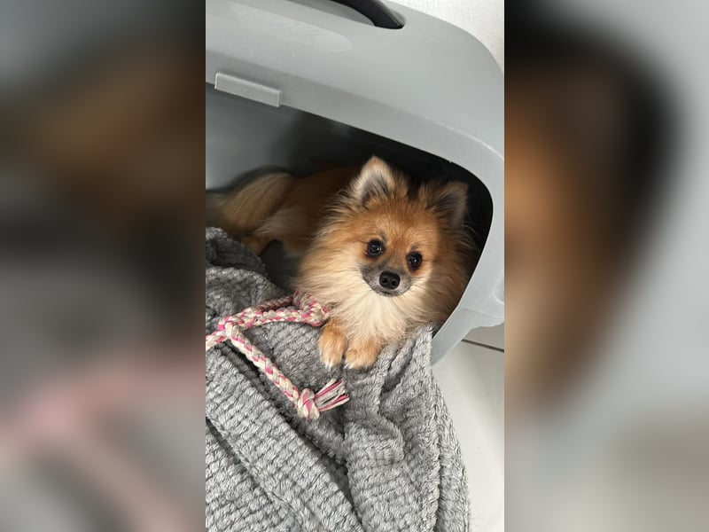 Simba - 1- Jähriger Zwergspitz sucht sein Für-immer-Zuhause.