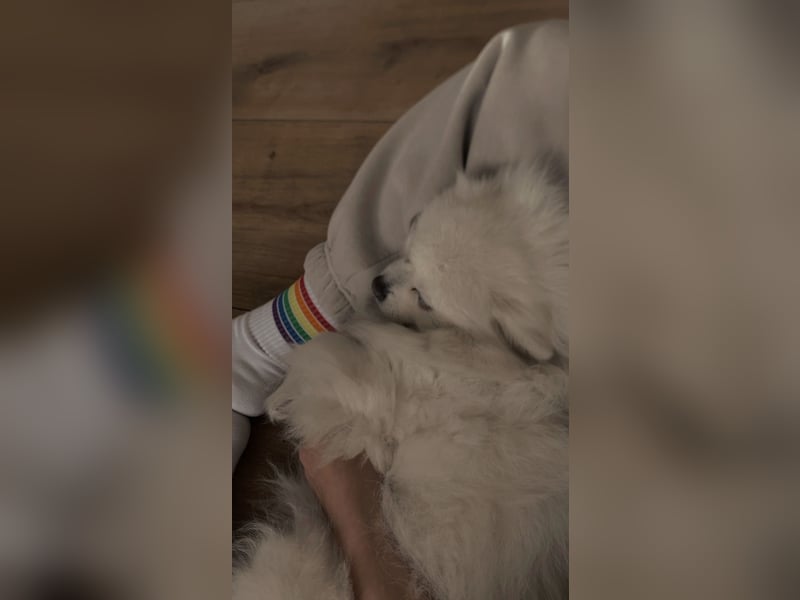 Zwergspitz Hündin Chika