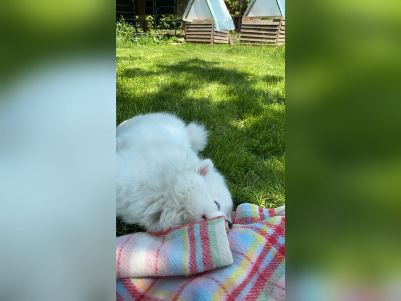 Zwergspitz Hündin Chika