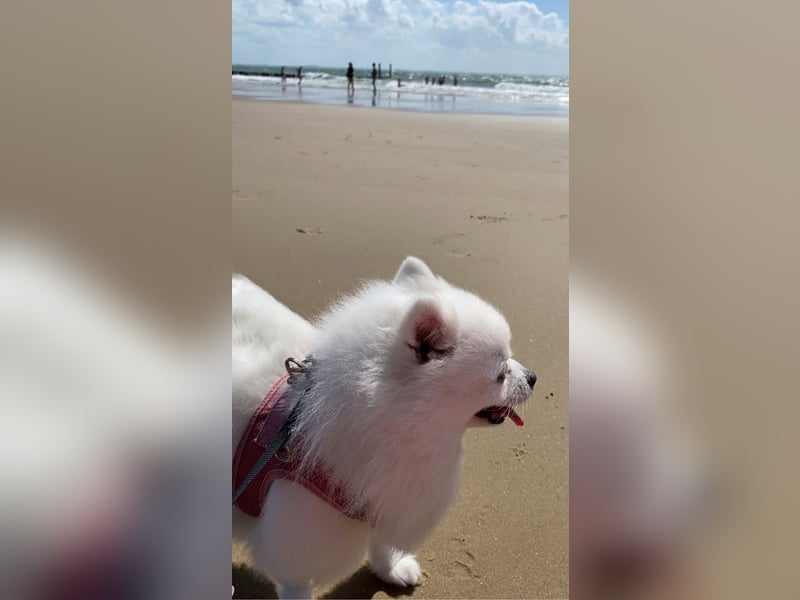 Zwergspitz Hündin Chika