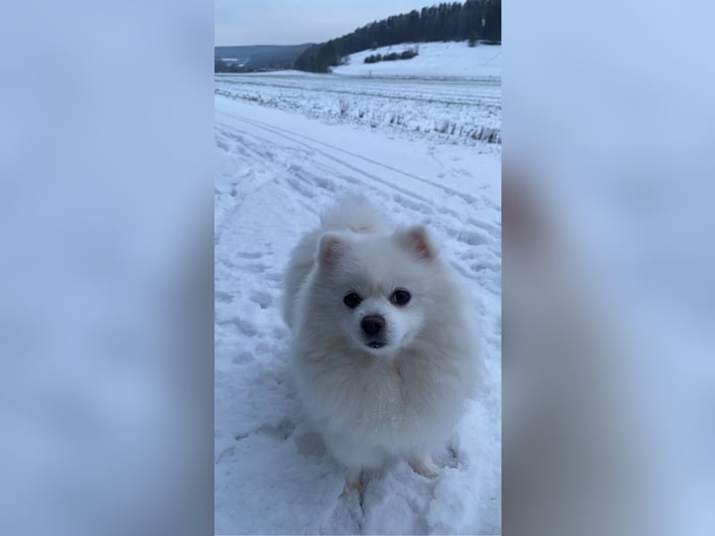 Zwergspitz Hündin Chika