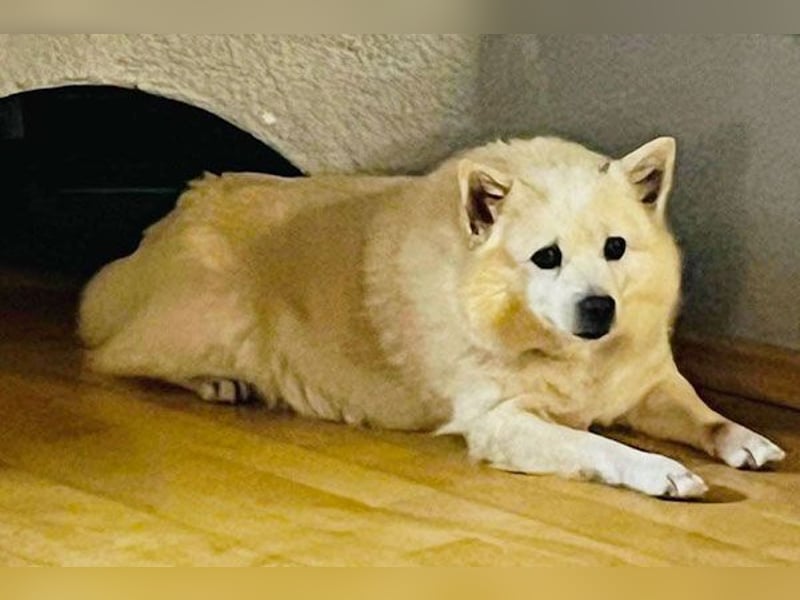 Fritz sucht ein neues Zuhausr