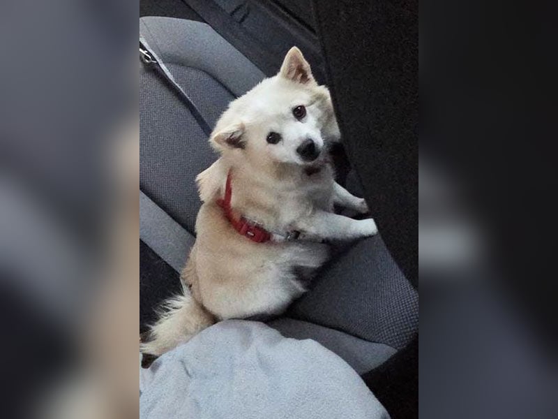 Fritz sucht ein neues Zuhausr