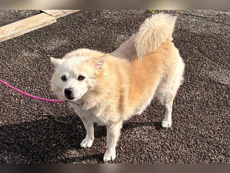 Fritz sucht ein neues Zuhausr