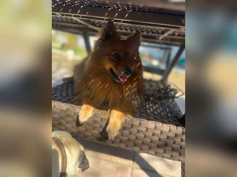 **ROX**, Zwergspitz, ca 4 Jahre, Rüde intakt