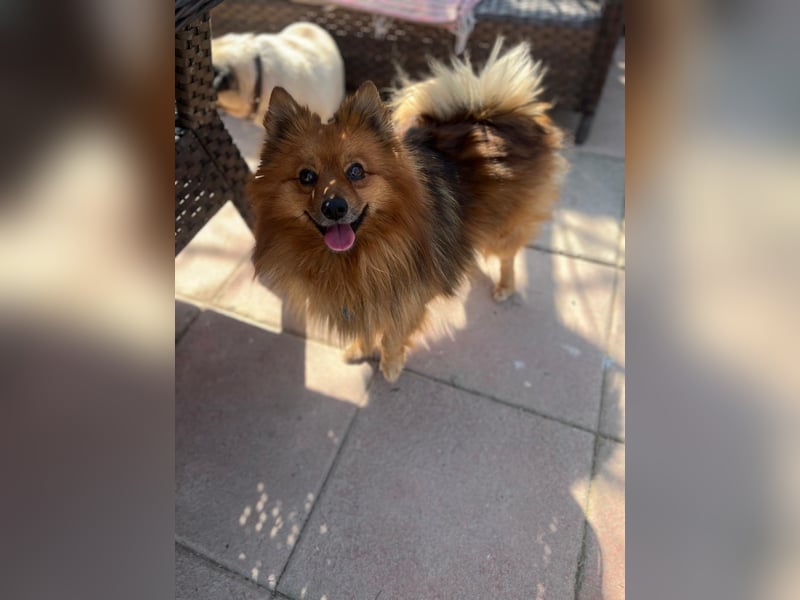 **ROX**, Zwergspitz, ca 4 Jahre, Rüde intakt