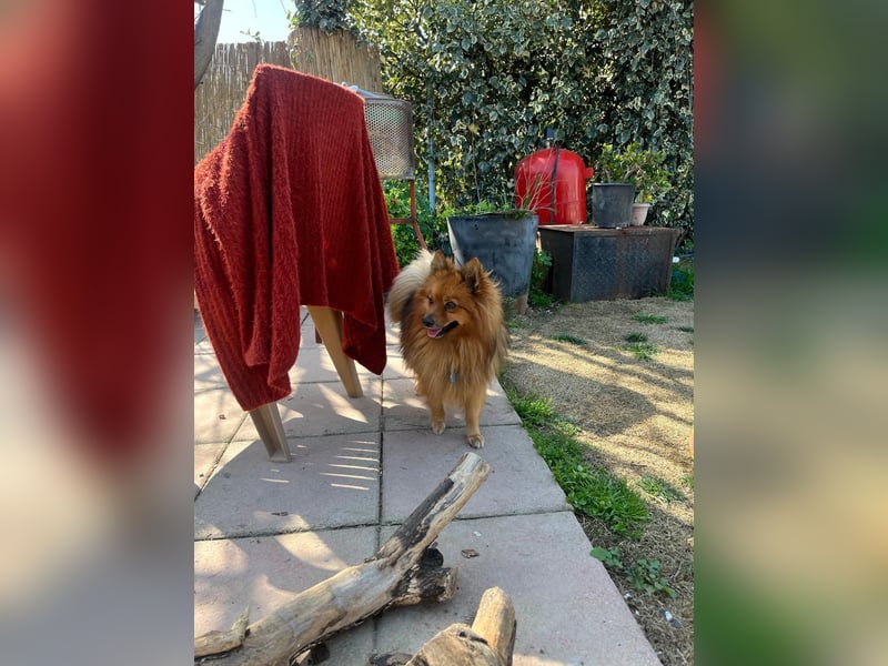 **ROX**, Zwergspitz, ca 4 Jahre, Rüde intakt