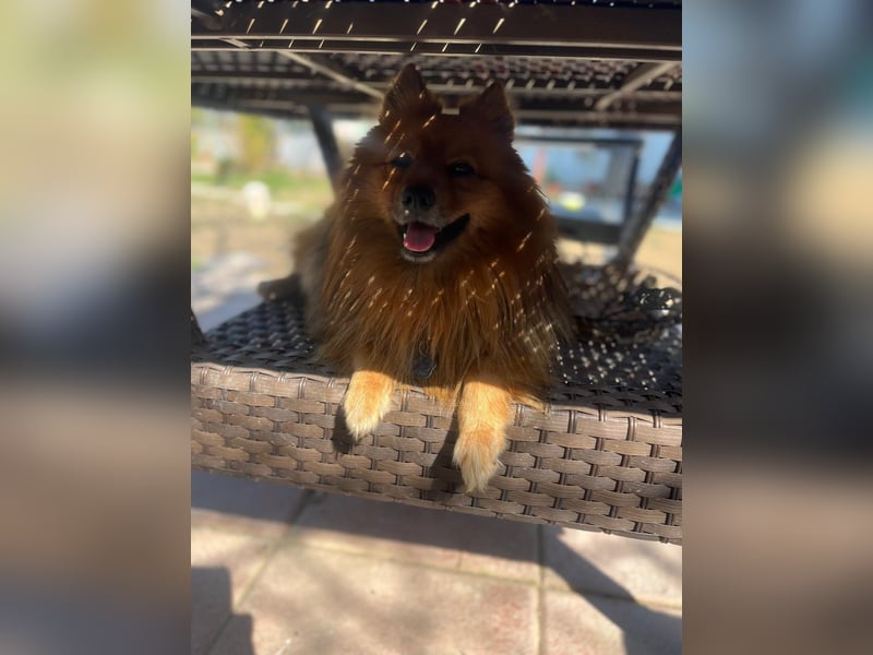 **ROX**, Zwergspitz, ca 4 Jahre, Rüde intakt