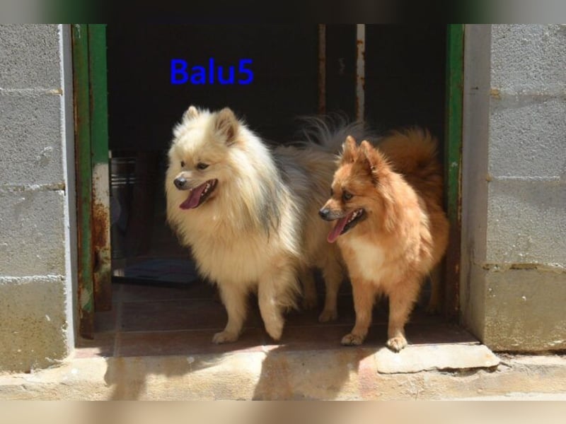 Balu5 geb. 02/2024 (ESP) - menschenbezogener, kleiner Wuschelbär!