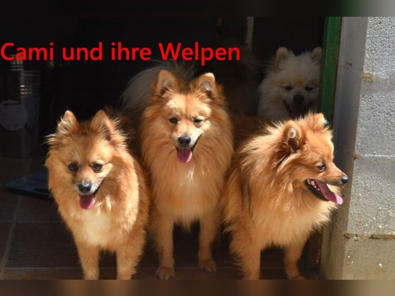 Cami geb. 05/2020 (ESP) - menschenbezogene und liebevolle Hundedame sucht ihre Menschen!