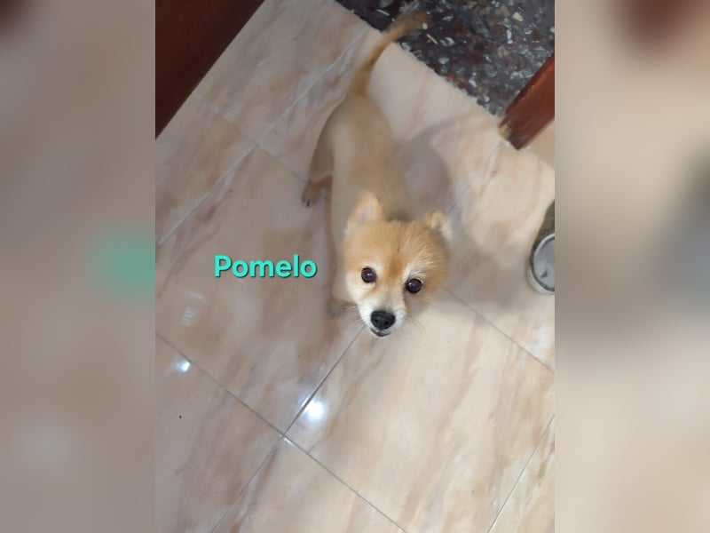 Pomelo geb. 07/2019 (ESP) - fröhlicher, katzenverträglicher Zwergspitz!