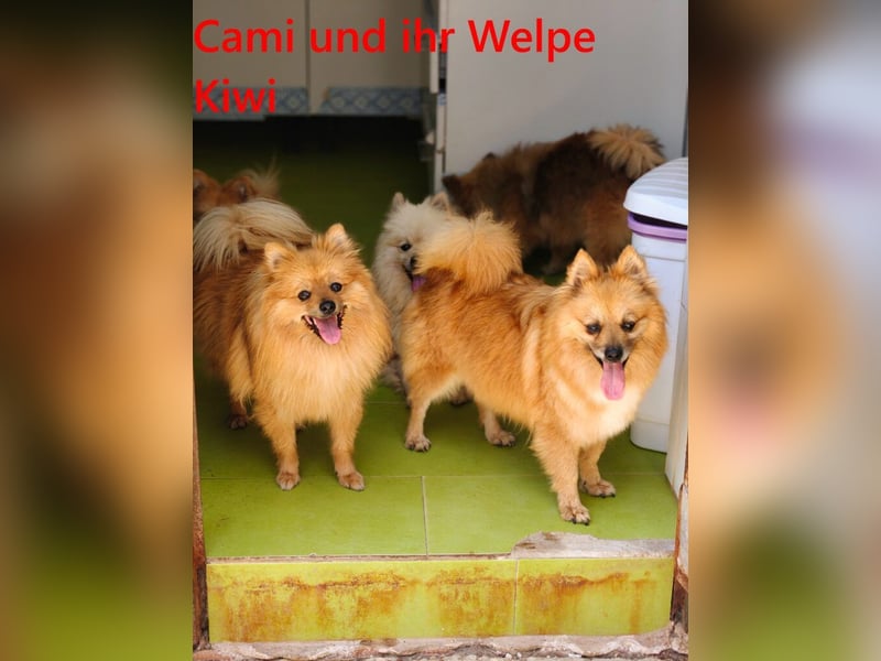 Cami geb. 05/2020 (ESP) - menschenbezogene und liebevolle Hundedame sucht ihre Menschen!
