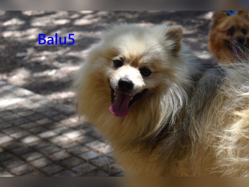 Balu5 geb. 02/2024 (ESP) - menschenbezogener, kleiner Wuschelbär!