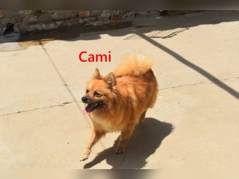 Cami geb. 05/2020 (ESP) - menschenbezogene und liebevolle Hundedame sucht ihre Menschen!