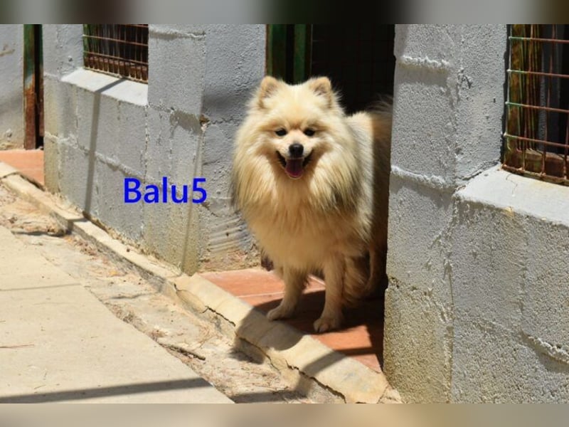 Balu5 geb. 02/2024 (ESP) - menschenbezogener, kleiner Wuschelbär!