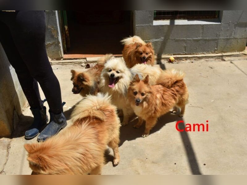 Cami geb. 05/2020 (ESP) - menschenbezogene und liebevolle Hundedame sucht ihre Menschen!