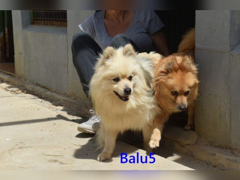 Balu5 geb. 02/2024 (ESP) - menschenbezogener, kleiner Wuschelbär!