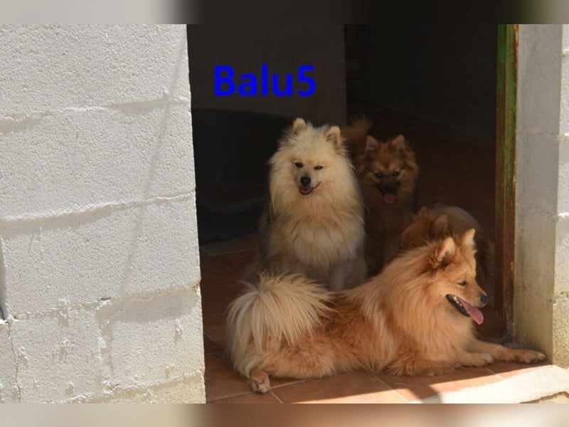 Balu5 geb. 02/2024 (ESP) - menschenbezogener, kleiner Wuschelbär!